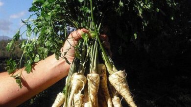 Photo of Prezzemolo tuberoso, Prezzemolo di Amburgo