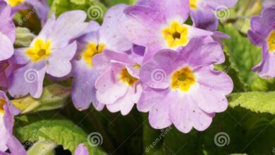 Photo of Primula caucasica