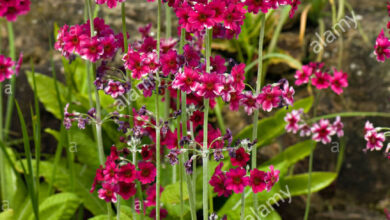 Photo of Primula del candelabro