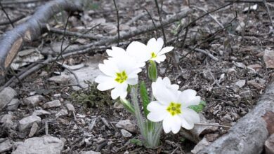 Photo of Primula della foresta