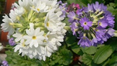 Photo of Primula dentata Himalayana Primula dell’Himalaya