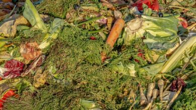 Photo of Problemi con gli insetti del cumino – Suggerimenti per il controllo dei parassiti del cumino in giardino