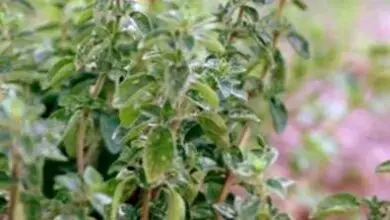Photo of Problemi con l’origano – Informazioni su parassiti e malattie che colpiscono le piante di origano