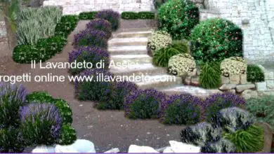 Photo of Progetto di un giardino di erbe aromatiche alla francese: le piante del giardino di erbe aromatiche alla francese