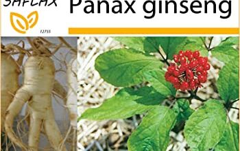 Photo of Propagazione dei semi di ginseng – Consigli per la coltivazione del ginseng da seme