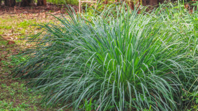 Photo of Propagazione della citronella – Piante di citronella che crescono in acqua