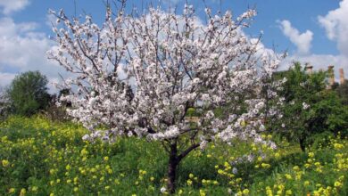 Photo of Prunus amygdalus Mandorlo (Almendro)