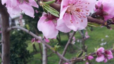 Photo of Prunus triloba mandorla cinese