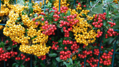 Photo of Pyracantha Cespuglio ardente