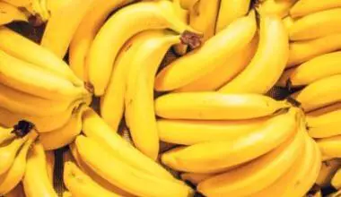 Photo of Quali sono i benefici delle erbe di banana? Per saperne di più sulla coltivazione delle banane