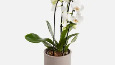 Photo of Raccomandazioni per la cura delle piante in vaso