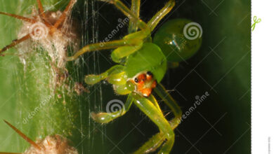 Photo of Ragno Cactus