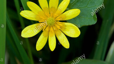 Photo of Ranuncolo ficaria Buttercup, erba emorroidale