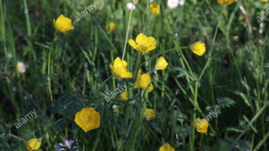 Photo of Ranuncolo, Ranuncolo, Ranuncolo rastrero