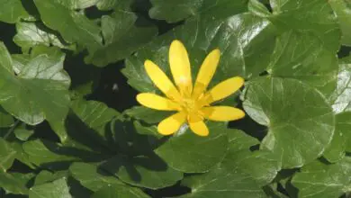 Photo of Ranunculus ficaria, un’erba che può creare un tappeto giallo…