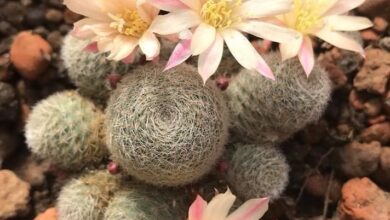 Photo of Rebutia cv Sunrise ou Rebutia cura delle piante