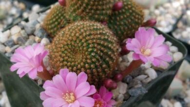 Photo of Rebutia perplexa