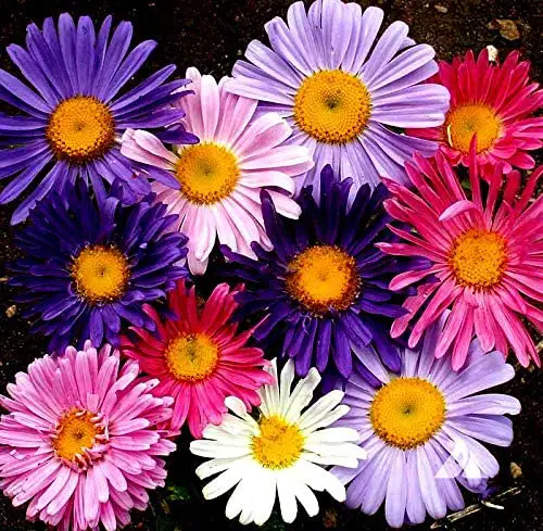 Regina delle margherite, Aster of China - Il Giardino ...
