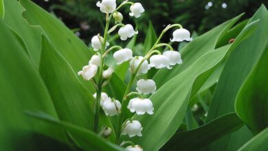 Photo of Reineckea carnea Mughetto, mughetto giapponese