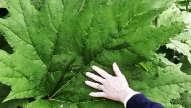 Photo of Rheum palmatum Rabarbaro, rabarbaro decorativo, rabarbaro cinese