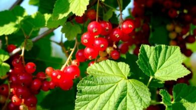 Photo of Ribes grossularia, un cespuglio i cui frutti sono solitamente utilizzati nella misura massima possibile