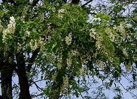 Photo of Robinia pseudoacacia o la cura delle false acacie.