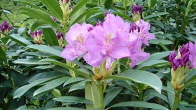 Photo of Rododendro del Mar Nero, Rododendro Pontico