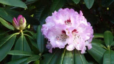 Photo of Rododendro ferruginoso, rosa alpina, roseto