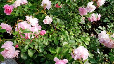 Photo of Rosa chinensis Rosa china