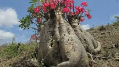 Photo of Rosa del deserto, baobab