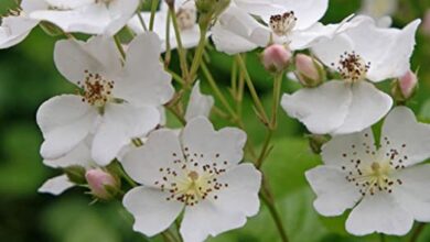 Photo of Rosa multiflora