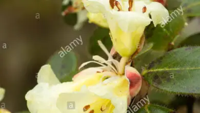Photo of Roscoea gialla, Roscoea a fioritura precoce, Orchidea di zenzero