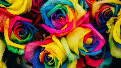 Photo of rose arcobaleno: sono vere?