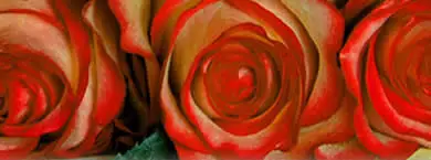 Photo of Rose Geranio Attar: per saperne di più sulla fragranza Rose Attar