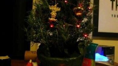 Photo of Rosmarino per Natale: come prendersi cura di un albero di rosmarino a Natale