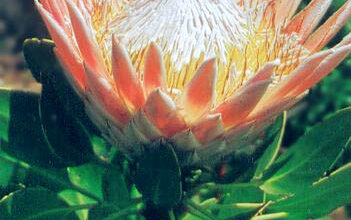 Photo of Royal Protea