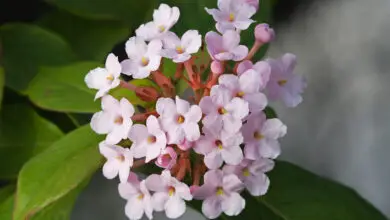 Photo of Rubiaceae
