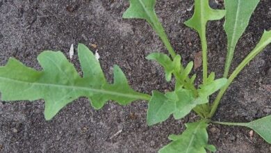 Photo of Rucola in crescita : La Guida completa alla coltivazione, cura e raccolta della rucola