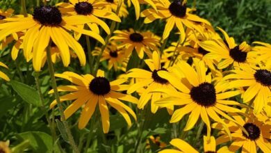 Photo of Rudbeckia