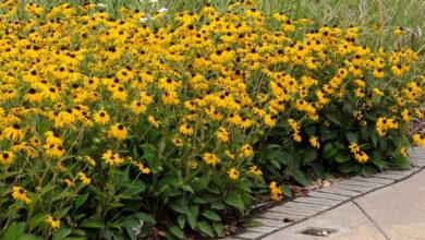 Photo of Rudbeckia o la cura delle piante di Rudbekia