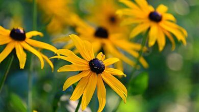 Photo of Rudbeckia, Susan dagli occhi neri, Echinacea
