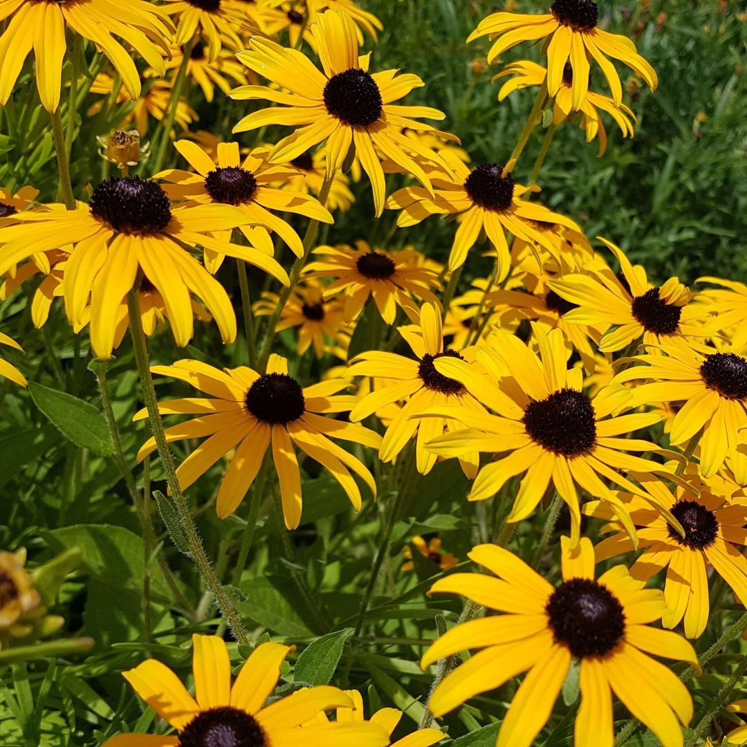 Rudbeckia - Il Giardino Commestible