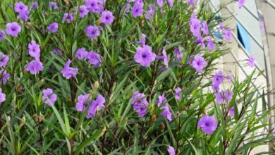 Photo of Ruellia Brittonian Petunia mexicana, Ruellie de Britton