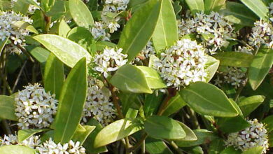 Photo of Rutaceae