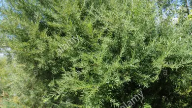 Photo of Salice di Salix rosmarinifolia Salice a foglia stretta, Salice di rosmarino