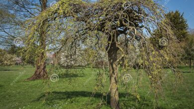 Photo of Salix caprea Kilmarnock Salice piangente