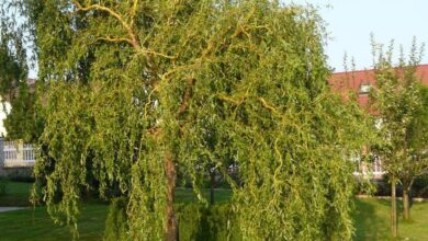 Photo of Salix matsudana Tortuosa Salice di Pechino