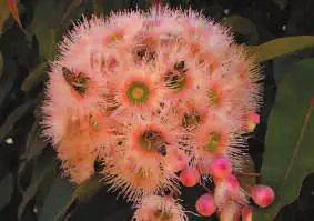 Photo of Salpichroa origanifolia, una pianta rizomatosa con fiori piccoli e molto belli.