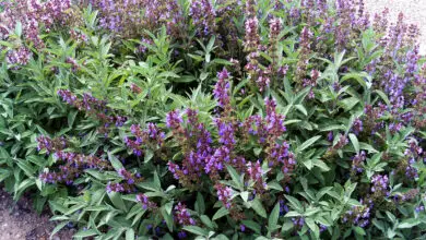 Photo of Salvia