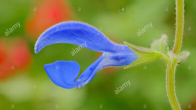 Photo of Salvia a fiore grande, salvia genziana